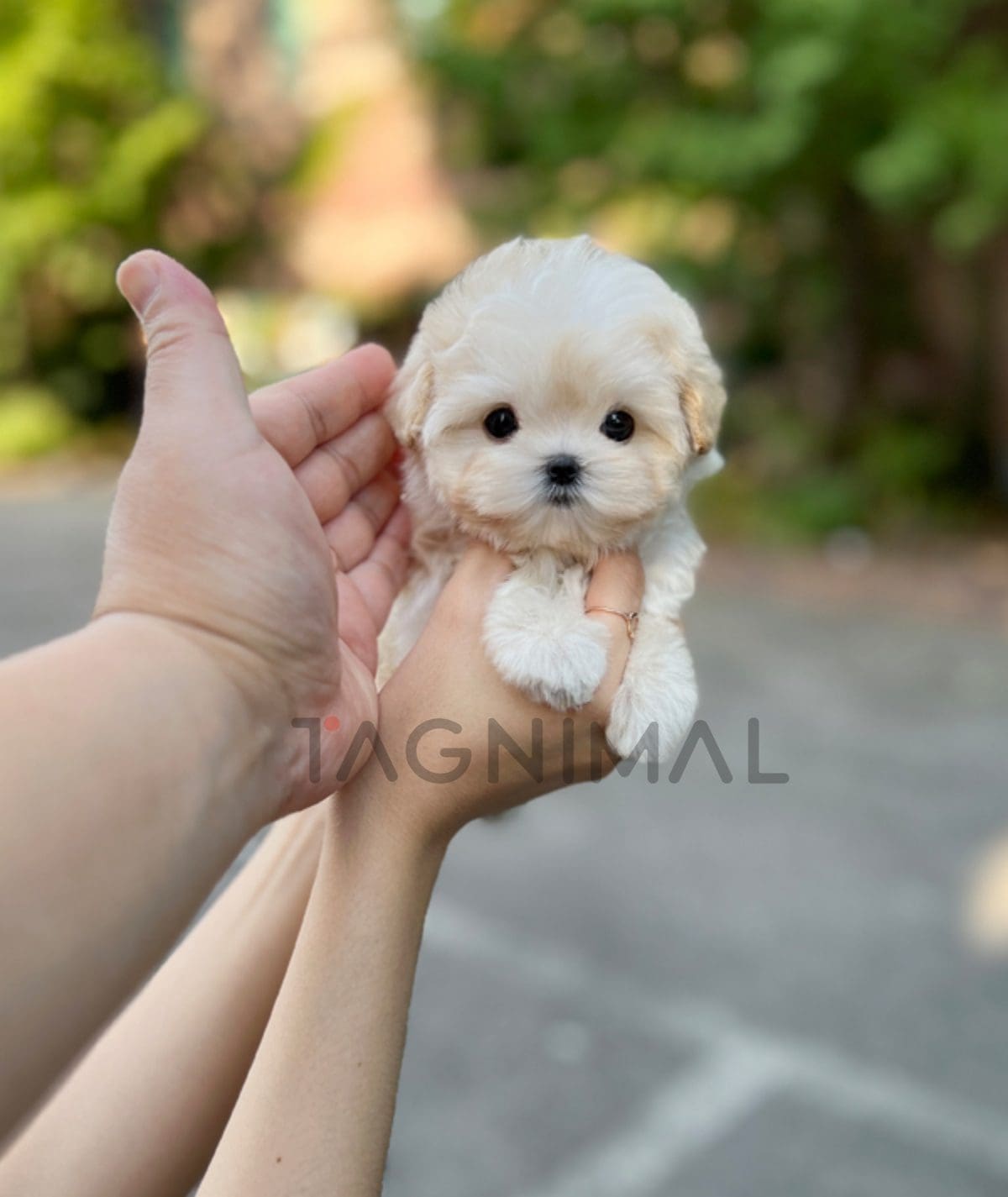 Maltipoo puppy for sale, dog for sale at Tagnimal