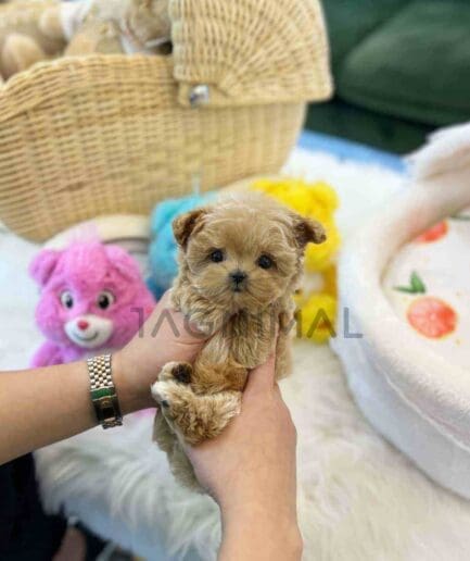 ขายลูกสุนัขมอลติพู ซื้อสุนัข ซื้อหมา ได้ที่ Tagnimal