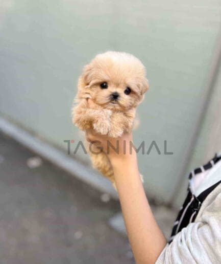 Maltipoo puppy for sale, dog for sale at Tagnimal