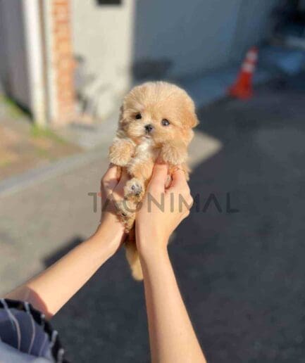 Maltipoo puppy for sale, dog for sale at Tagnimal