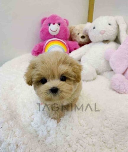 ขายลูกสุนัขมอลติพู ซื้อสุนัข ซื้อหมา ได้ที่ Tagnimal
