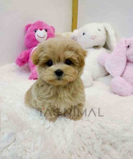 ขายลูกสุนัขมอลติพู ซื้อสุนัข ซื้อหมา ได้ที่ Tagnimal