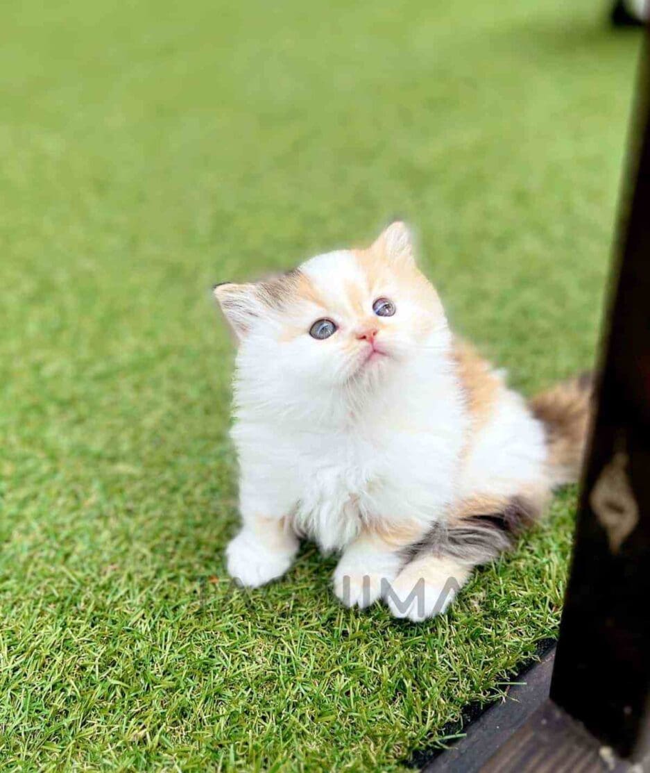 Munchkin kitten for sale, cat for sale at Tagnimal
