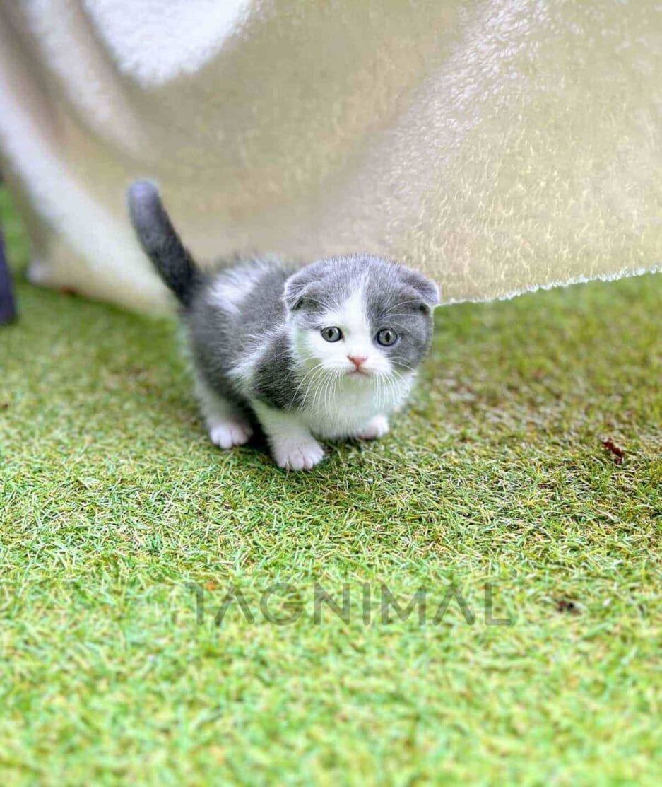 Scottish Fold kitten for sale, cat for sale at Tagnimal