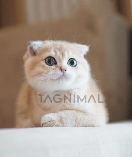ขายลูกแมวสก๊อตทิช โฟลด์ ซื้อแมว ได้ที่ Tagnimal