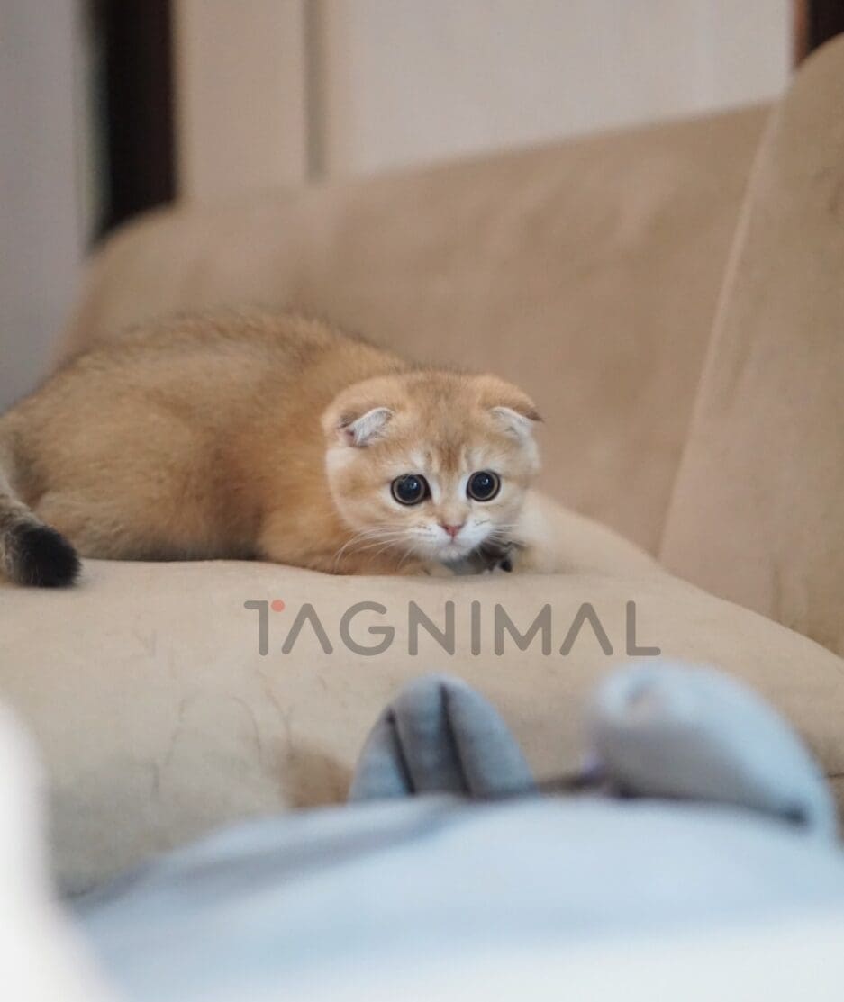 Scottish fold kitten for sale, cat for sale at Tagnimal