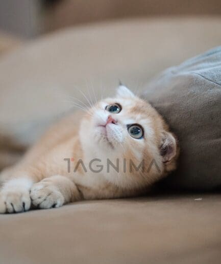 Scottish fold kitten for sale, cat for sale at Tagnimal
