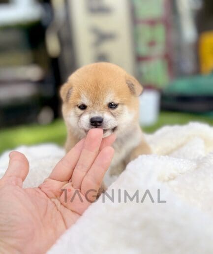 Shiba puppy for sale, dog for sale at Tagnimal