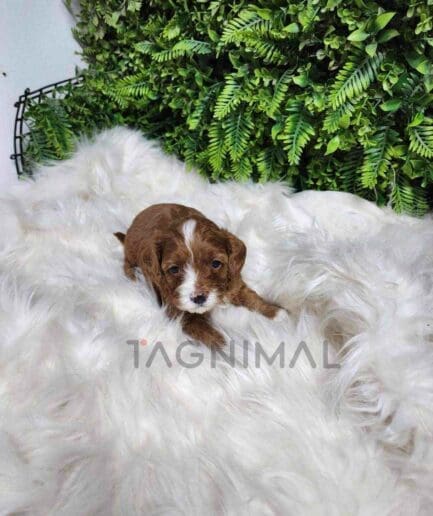 ขายลูกสุนัขคาวาพู ซื้อสุนัข ซื้อหมา ได้ที่ Tagnimal