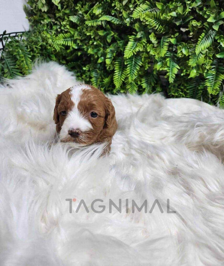 Cavapoo puppy for sale, dog for sale at Tagnimal