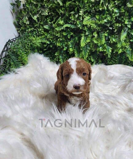 ขายลูกสุนัขคาวาพู ซื้อสุนัข ซื้อหมา ได้ที่ Tagnimal