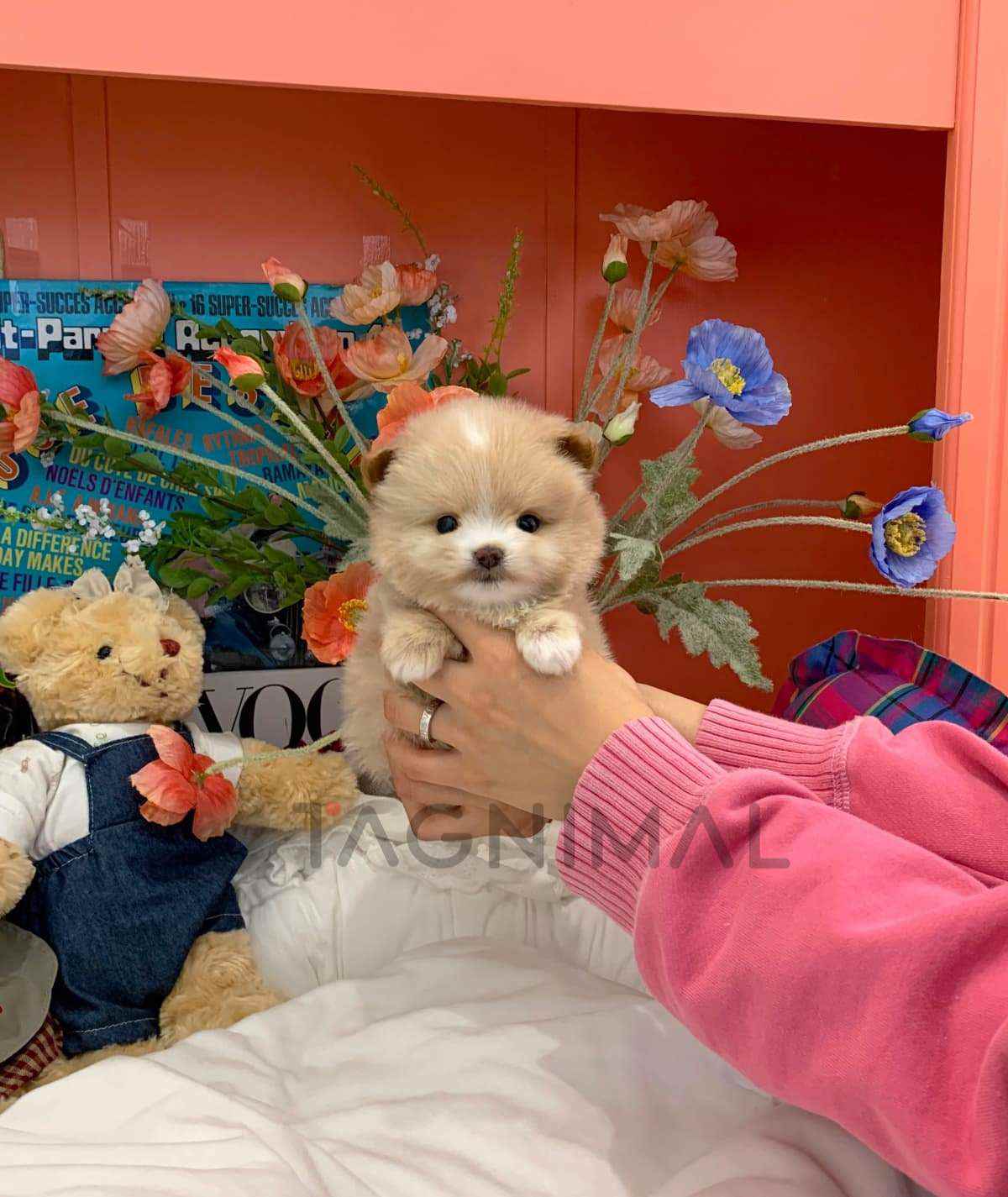 Maltipom puppy for sale, dog for sale at Tagnimal