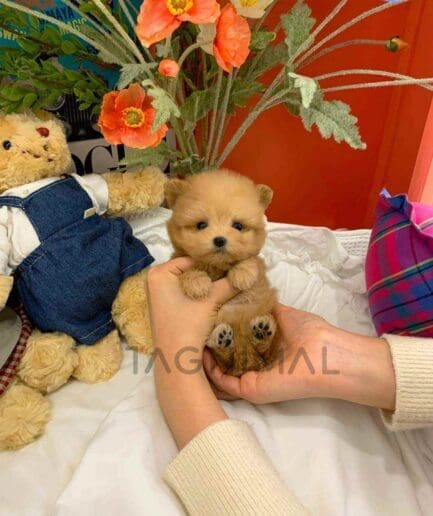Maltipom puppy for sale, dog for sale at Tagnimal