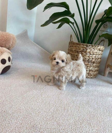ขายลูกสุนัขมอลติพู ซื้อสุนัข ซื้อหมา ได้ที่ Tagnimal
