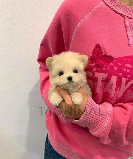 ขายลูกสุนัขมอลติพู ซื้อสุนัข ซื้อหมา ได้ที่ Tagnimal