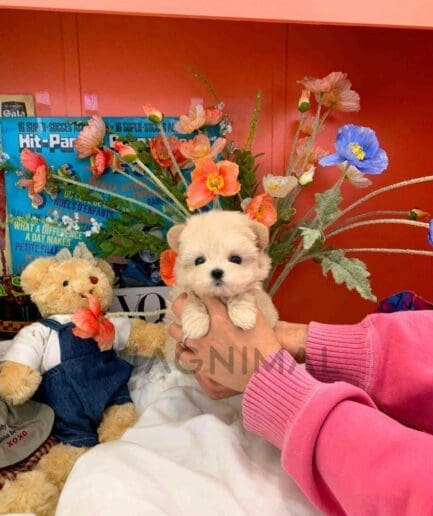 ขายลูกสุนัขมอลติพู ซื้อสุนัข ซื้อหมา ได้ที่ Tagnimal