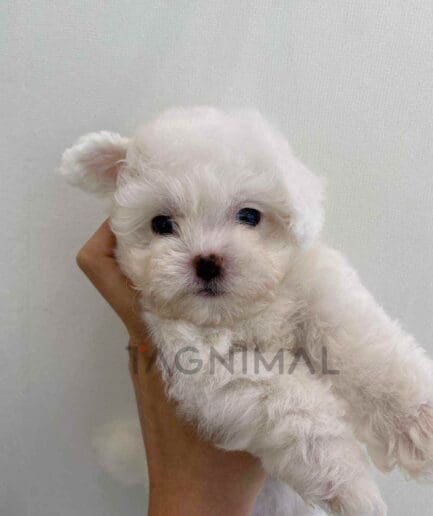 ขายลูกสุนัขมอลติพู ซื้อสุนัข ซื้อหมา ได้ที่ Tagnimal