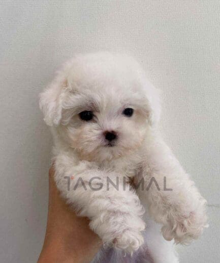 ขายลูกสุนัขมอลติพู ซื้อสุนัข ซื้อหมา ได้ที่ Tagnimal