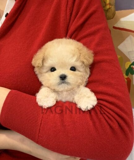 Maltipoo puppy for sale, dog for sale at Tagnimal