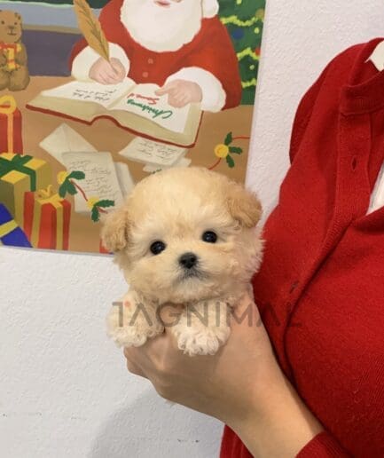 Maltipoo puppy for sale, dog for sale at Tagnimal