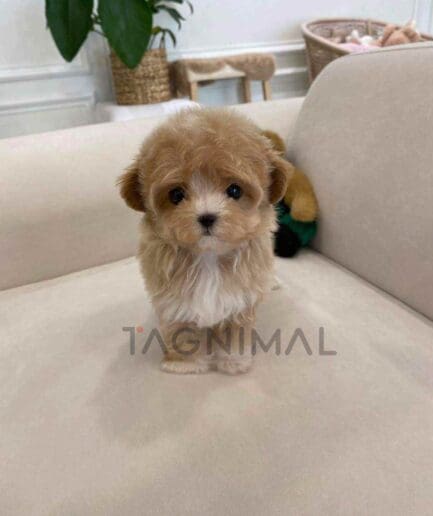 ขายลูกสุนัขมอลติพู ซื้อสุนัข ซื้อหมา ได้ที่ Tagnimal