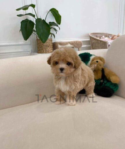 ขายลูกสุนัขมอลติพู ซื้อสุนัข ซื้อหมา ได้ที่ Tagnimal