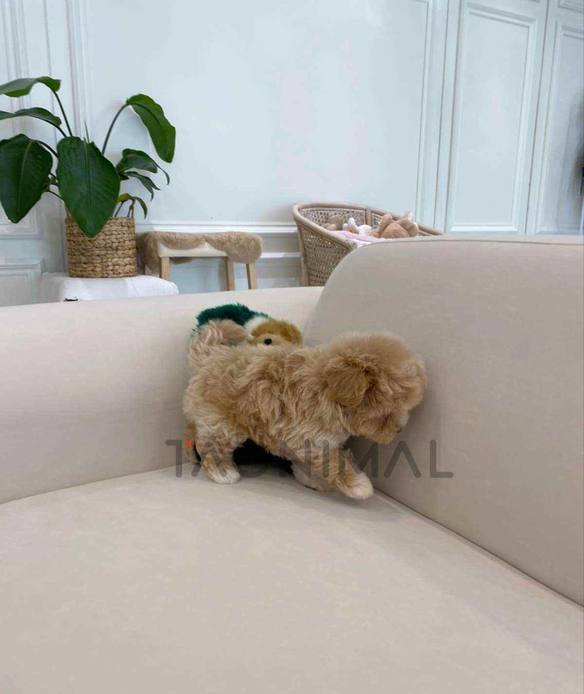 Maltipoo puppy for sale, dog for sale at Tagnimal