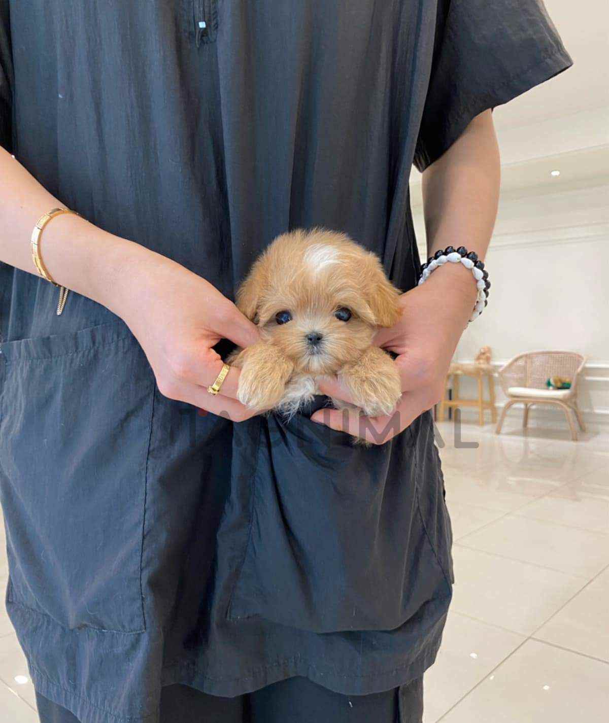 ขายลูกสุนัขมอลติพู ซื้อสุนัข ซื้อหมา ได้ที่ Tagnimal