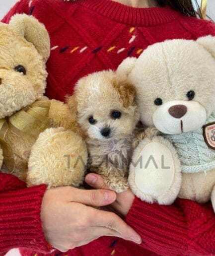Maltipoo puppy for sale, dog for sale at Tagnimal