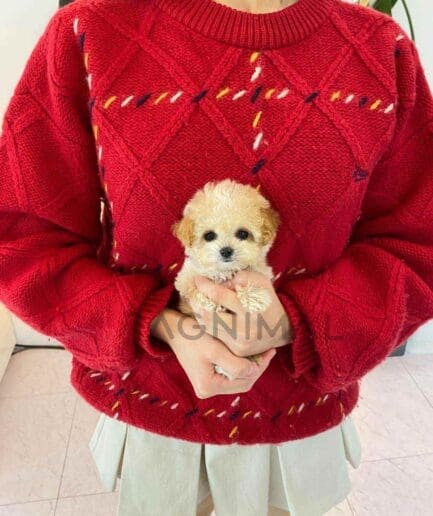 Maltipoo puppy for sale, dog for sale at Tagnimal
