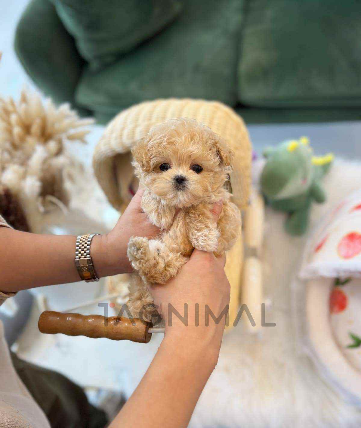 Maltipoo puppy for sale, dog for sale at Tagnimal