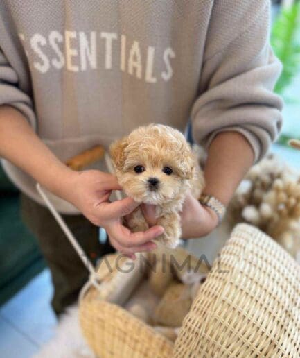 ขายลูกสุนัขมอลติพู ซื้อสุนัข ซื้อหมา ได้ที่ Tagnimal