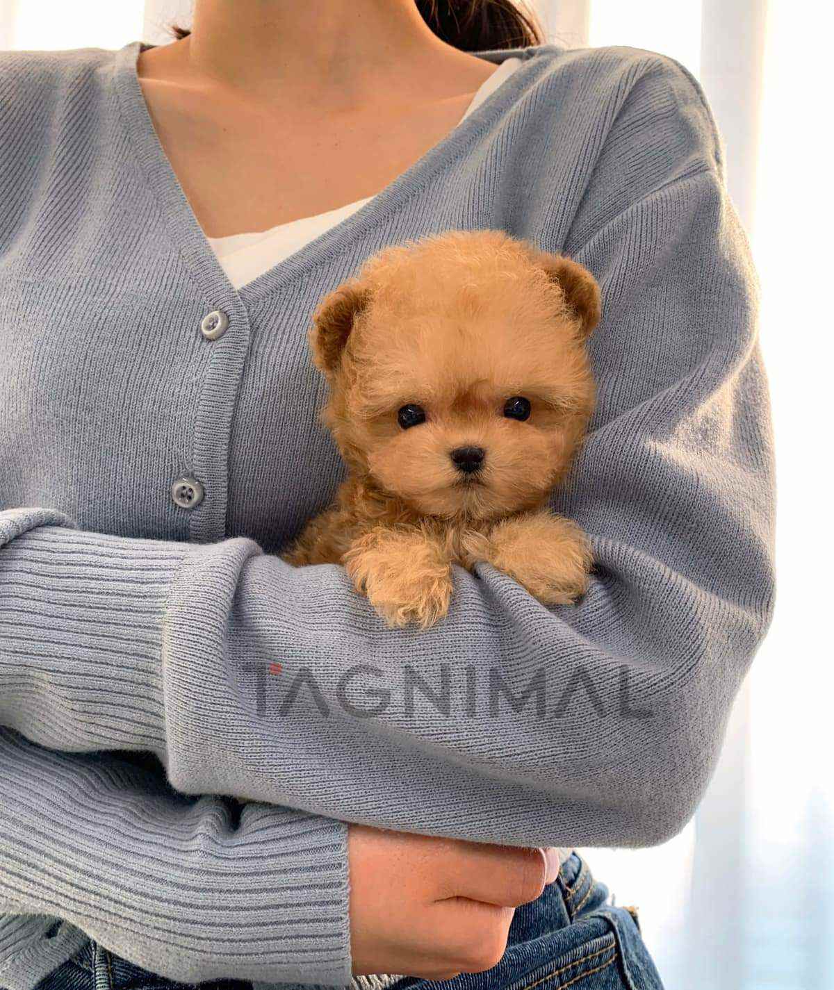 Maltipoo puppy for sale, dog for sale at Tagnimal