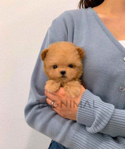 Maltipoo puppy for sale, dog for sale at Tagnimal