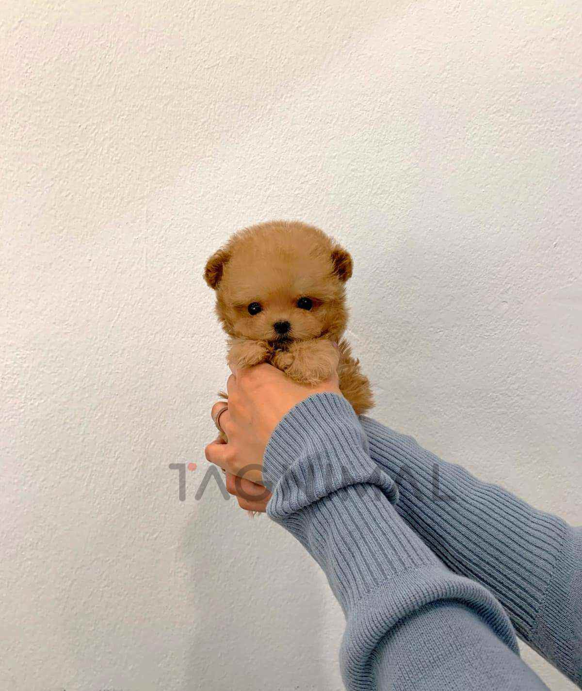 Maltipoo puppy for sale, dog for sale at Tagnimal