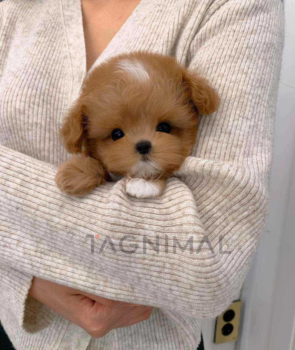 ขายลูกสุนัขมอลติพู ซื้อสุนัข ซื้อหมา ได้ที่ Tagnimal