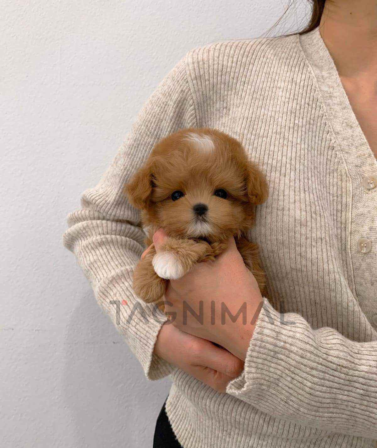 ขายลูกสุนัขมอลติพู ซื้อสุนัข ซื้อหมา ได้ที่ Tagnimal