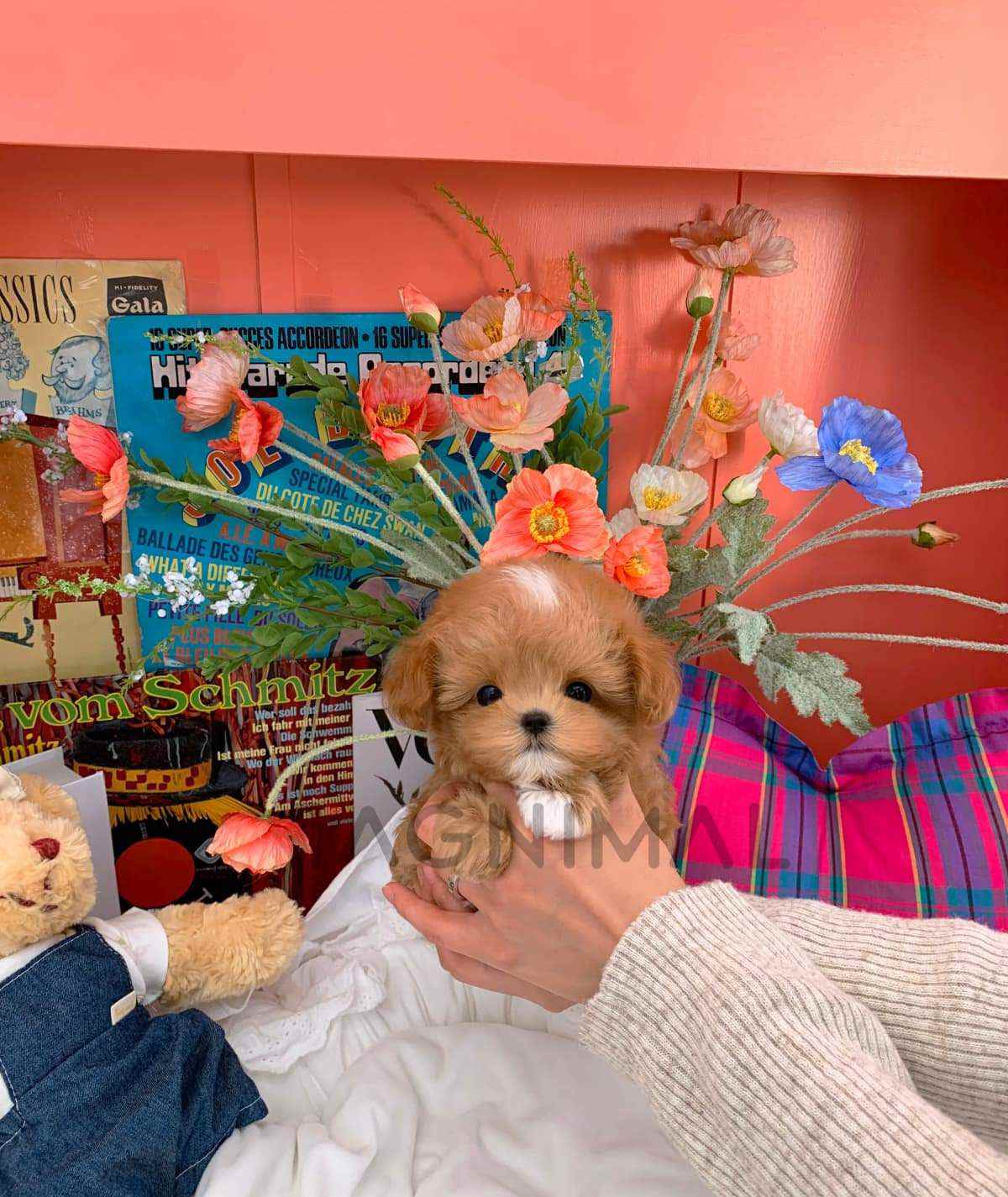 ขายลูกสุนัขมอลติพู ซื้อสุนัข ซื้อหมา ได้ที่ Tagnimal