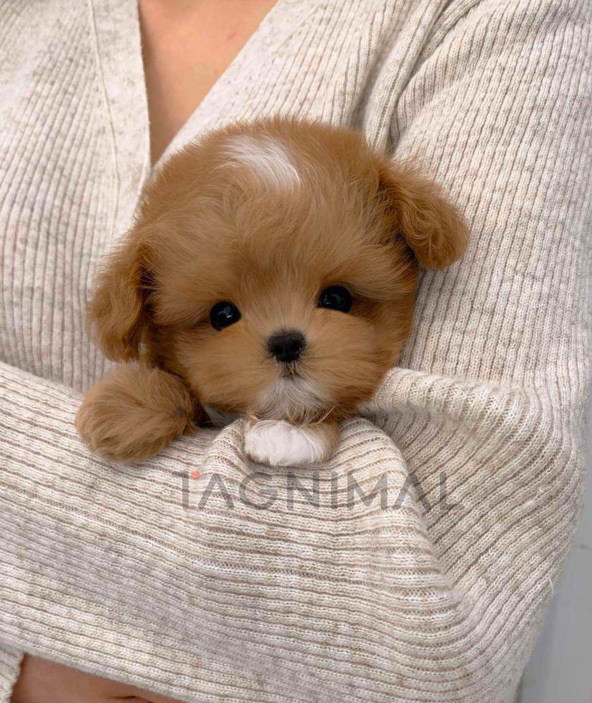 ขายลูกสุนัขมอลติพู ซื้อสุนัข ซื้อหมา ได้ที่ Tagnimal