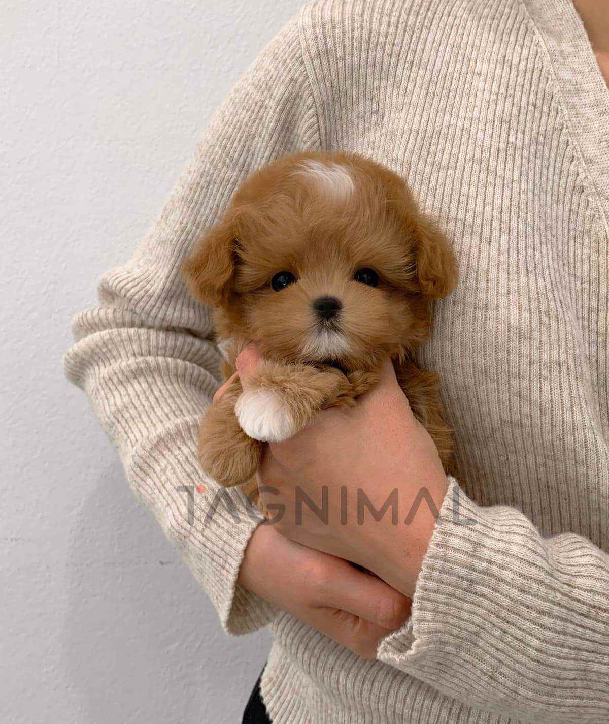 ขายลูกสุนัขมอลติพู ซื้อสุนัข ซื้อหมา ได้ที่ Tagnimal