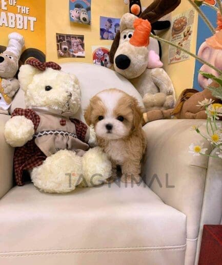 ขายลูกสุนัขมอลติพู ซื้อสุนัข ซื้อหมา ได้ที่ Tagnimal