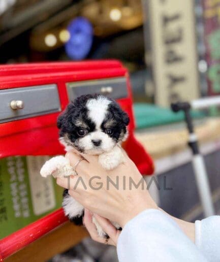 ขายลูกสุนัขมอลติพู ซื้อสุนัข ซื้อหมา ได้ที่ Tagnimal