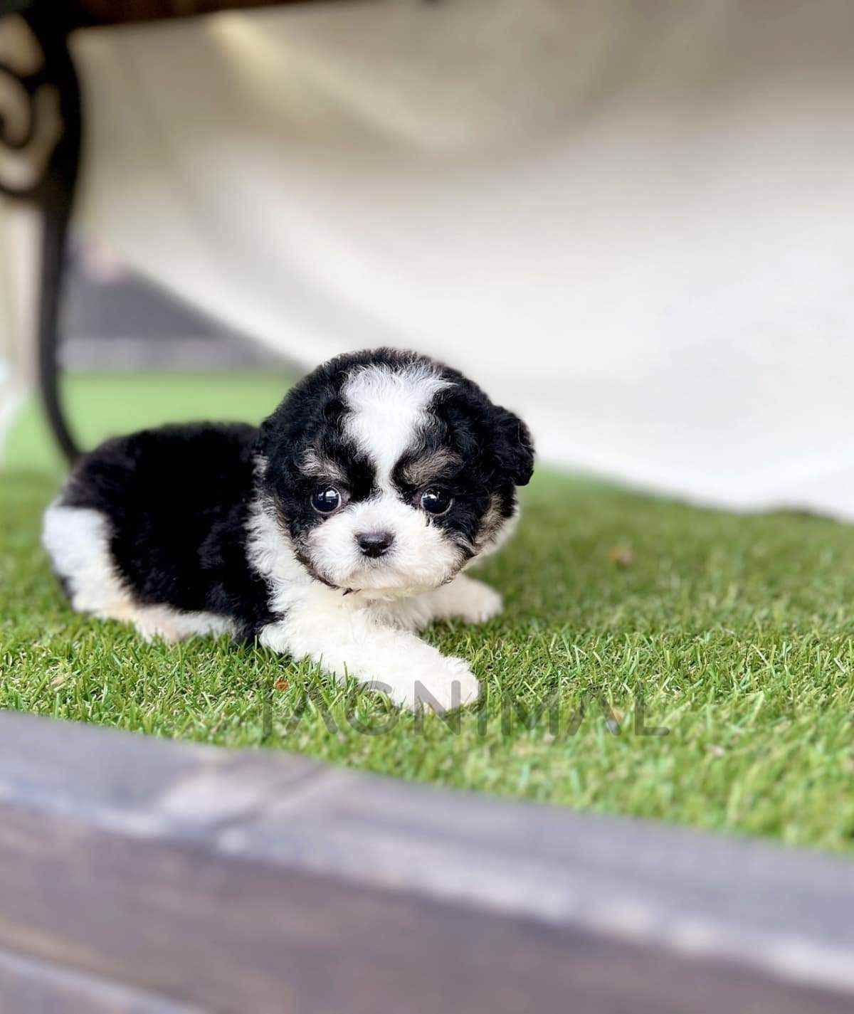 Maltipoo puppy for sale, dog for sale at Tagnimal