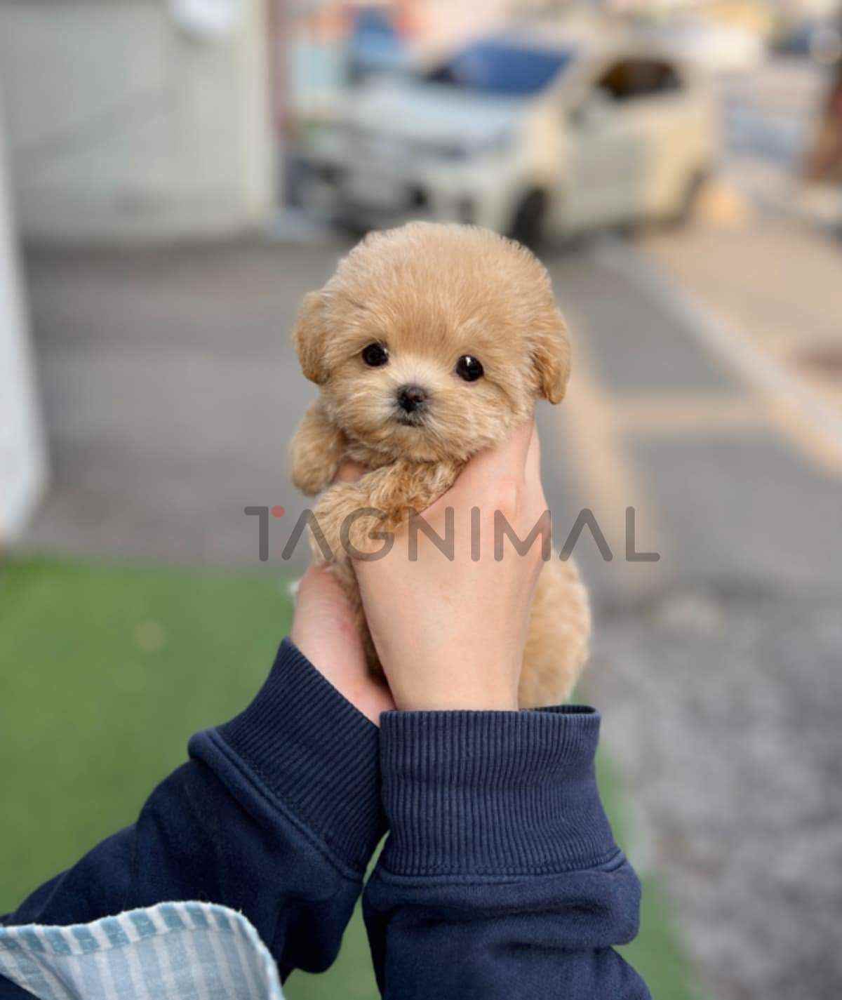 Maltipoo puppy for sale, dog for sale at Tagnimal