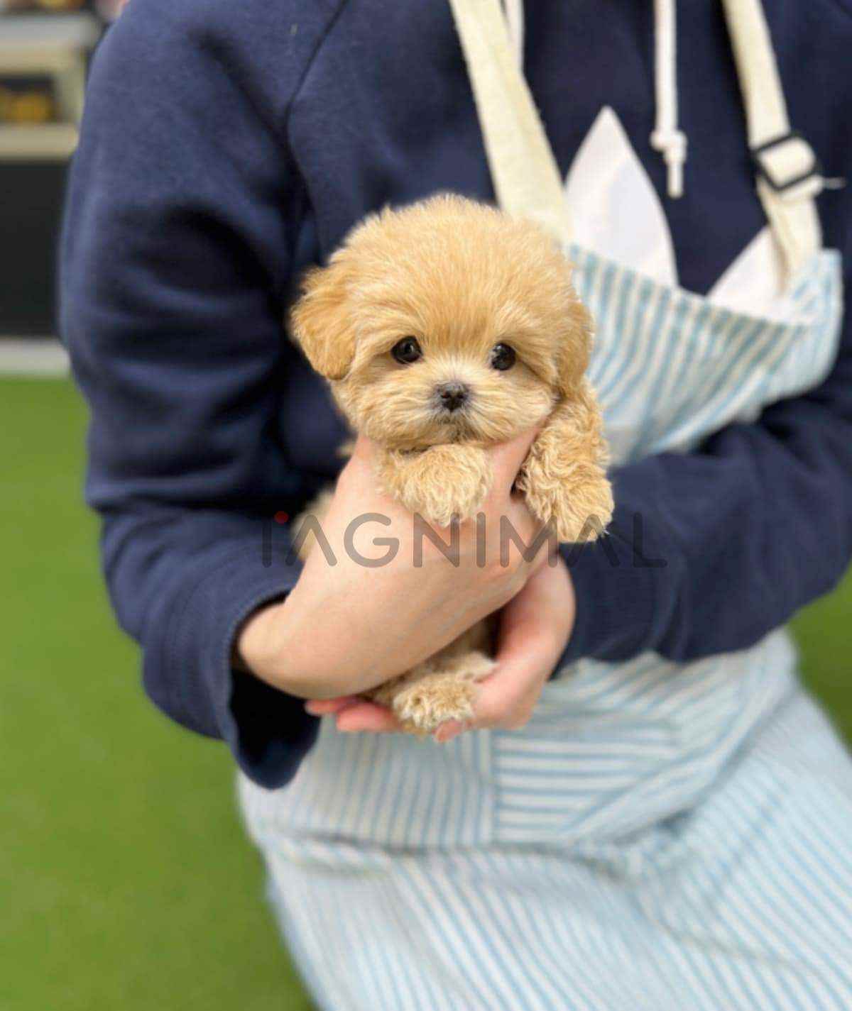 Maltipoo puppy for sale, dog for sale at Tagnimal