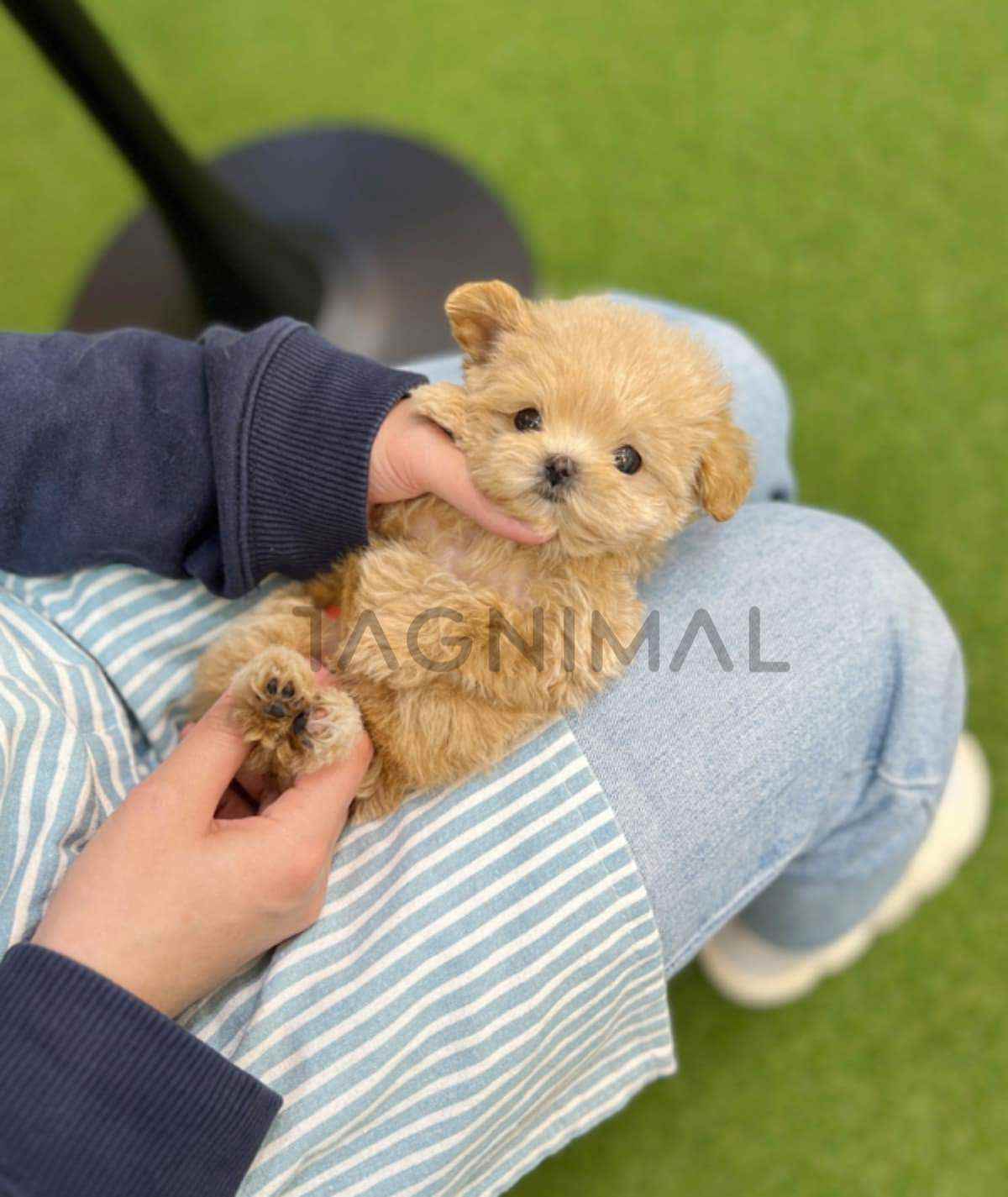 Maltipoo puppy for sale, dog for sale at Tagnimal