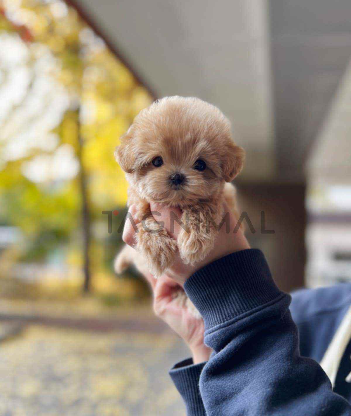 Maltipoo puppy for sale, dog for sale at Tagnimal