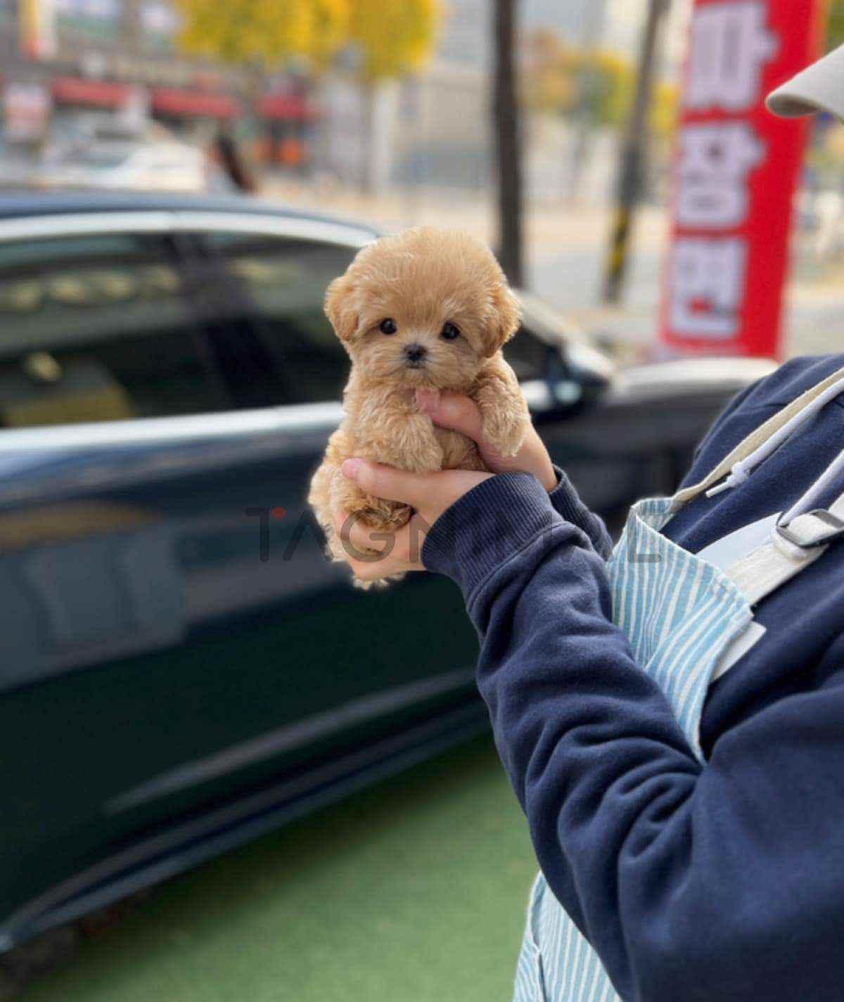 Maltipoo puppy for sale, dog for sale at Tagnimal