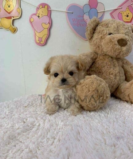 ขายลูกสุนัขมอลติพู ซื้อสุนัข ซื้อหมา ได้ที่ Tagnimal