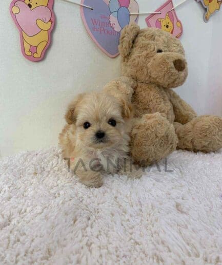 ขายลูกสุนัขมอลติพู ซื้อสุนัข ซื้อหมา ได้ที่ Tagnimal